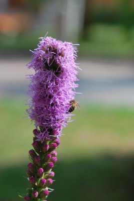 Liatris spicata - šuškarda klasnatá (2)